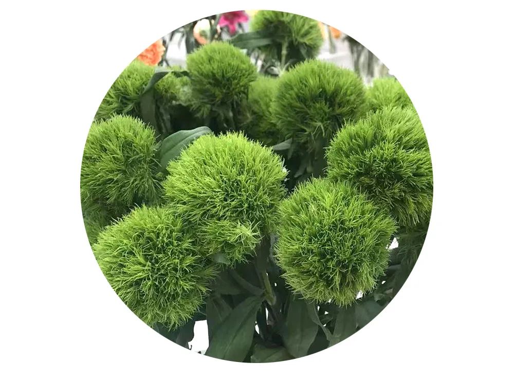 最美邂逅：百合博览园里美不胜收的名贵之花