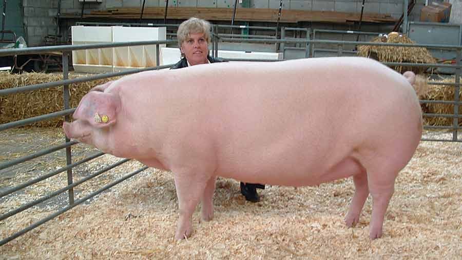 如何提高母猪的受孕率方案,猪用人工授精能提高受胎率吗