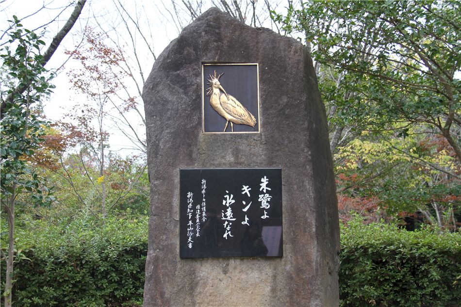 东方宝石朱鹮灭绝了吗,东方宝石朱鹮吃什么