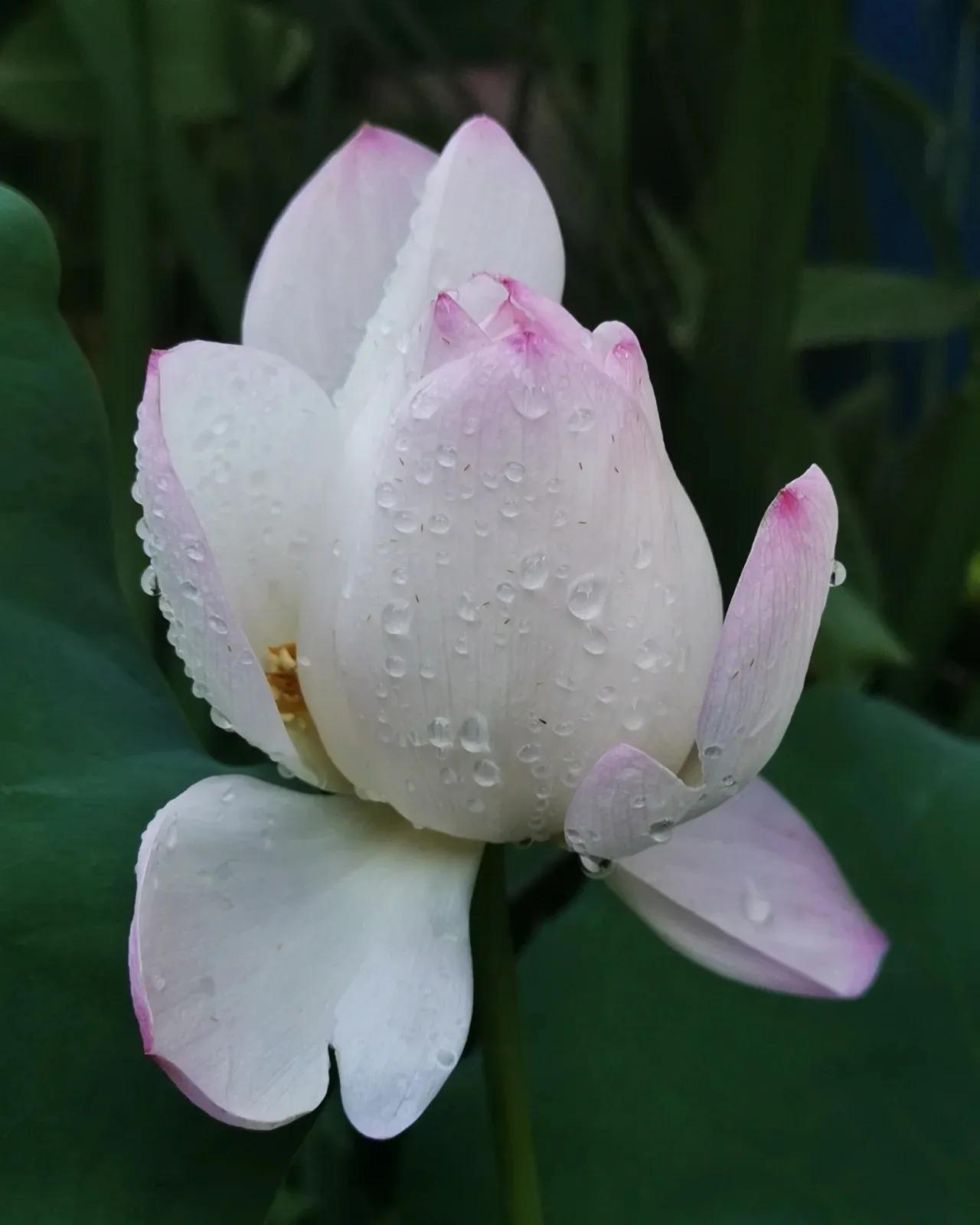 无穷莲叶，精彩纷呈