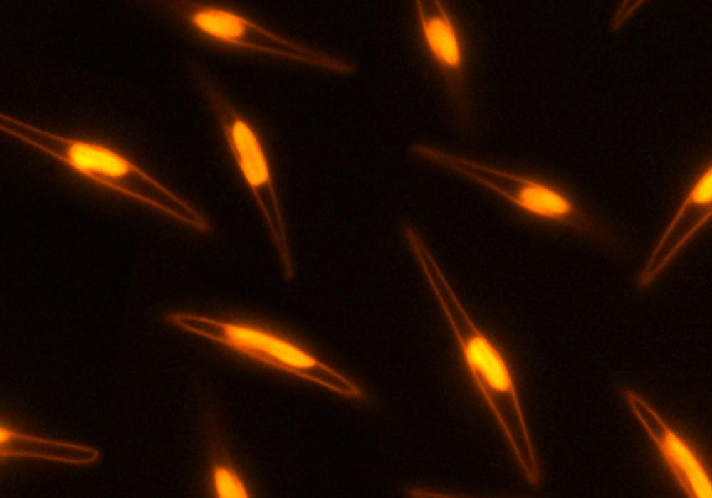 欧莱雅微藻,欧莱雅微藻护肤品