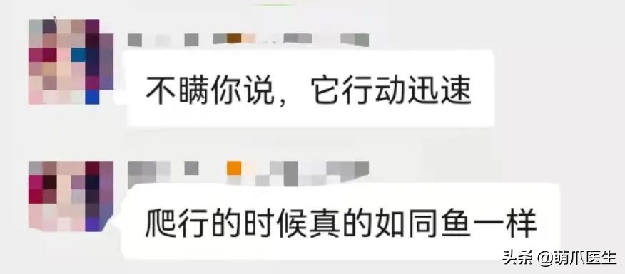 这只叫“长生”的猫咪，真实身份是美人鱼