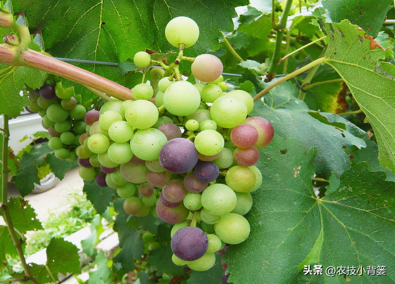 提高葡萄多次结果的两个有效方法,葡萄大小粒防治方法和补救措施
