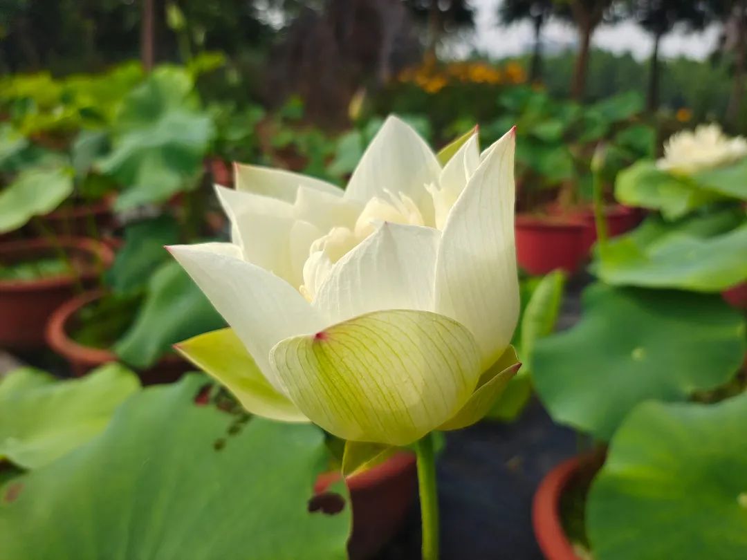 绝美的荷花品种大全图集,超好看荷花品种大型荷花