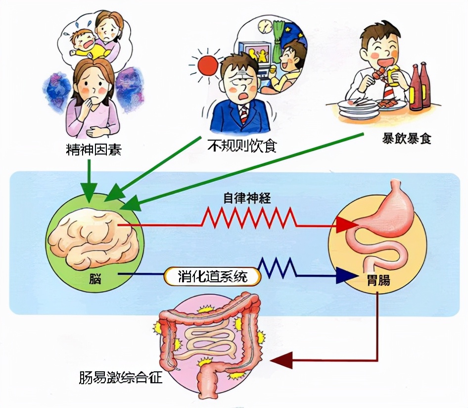 肠易激腹泻型会转变成便秘型吗,功能性便秘与肠易激综合征的区别