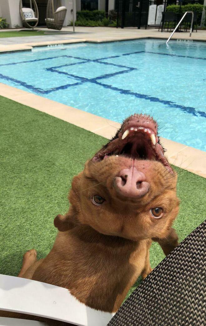 十种非常反骨的狗,狗狗反骨是什么原因