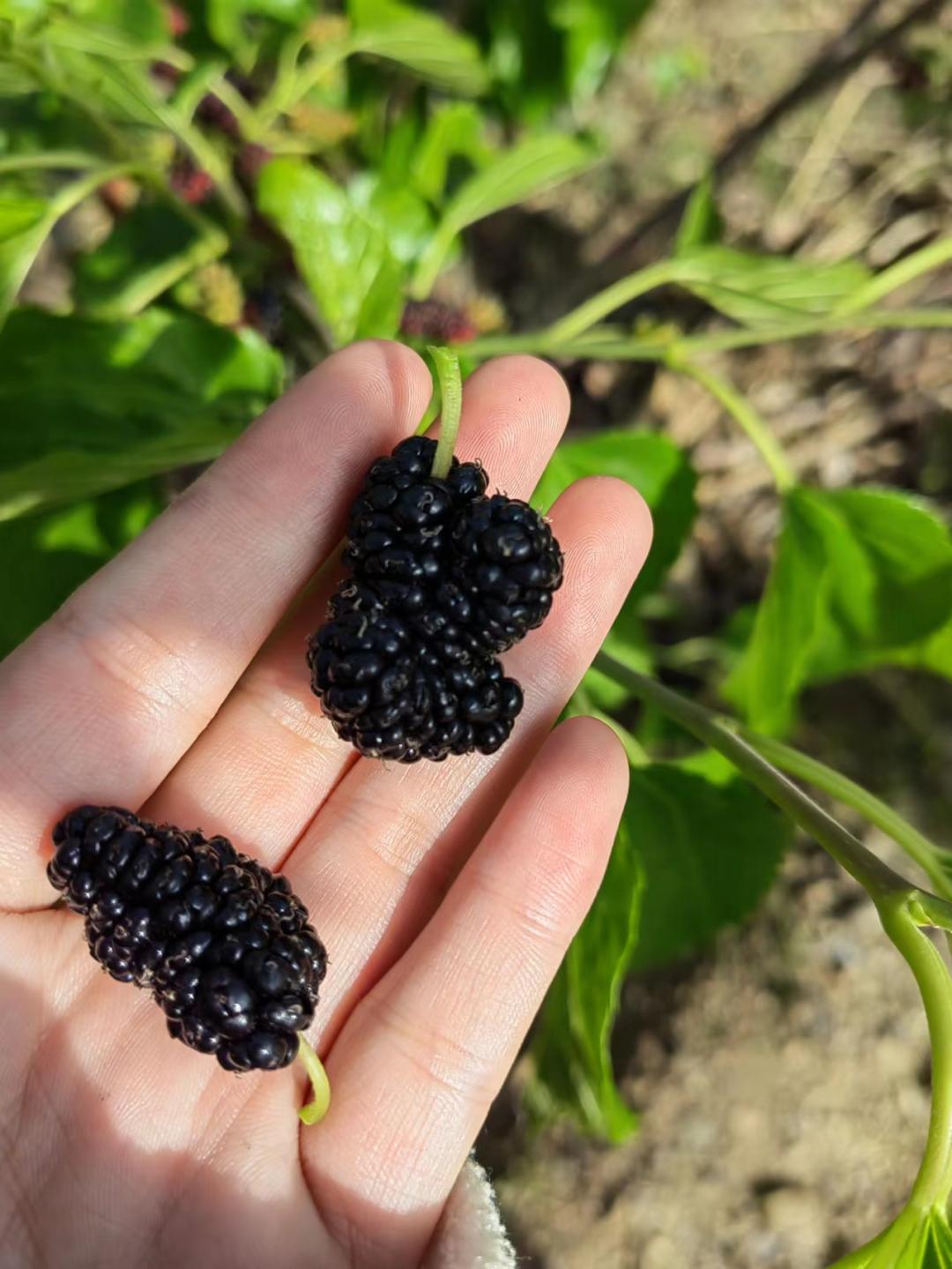 德昌的好地方,德昌有哪些值得去的