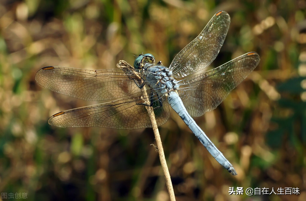夏天常见的虫子外壳硬,农村房子里面常见的虫子有哪些