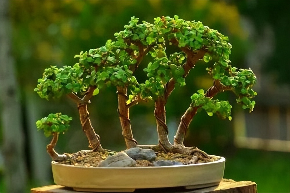 5月份给金枝玉叶换盆,金枝玉叶剃头后怎么才能快速生长