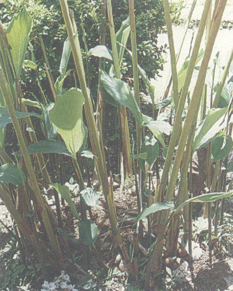 肉蔻与白豆蔻在香料中的区别,调料草寇和肉蔻有什么区别