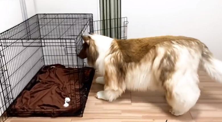 日本男子花200万变狗设计图,日本男子花200万整容蠢狗