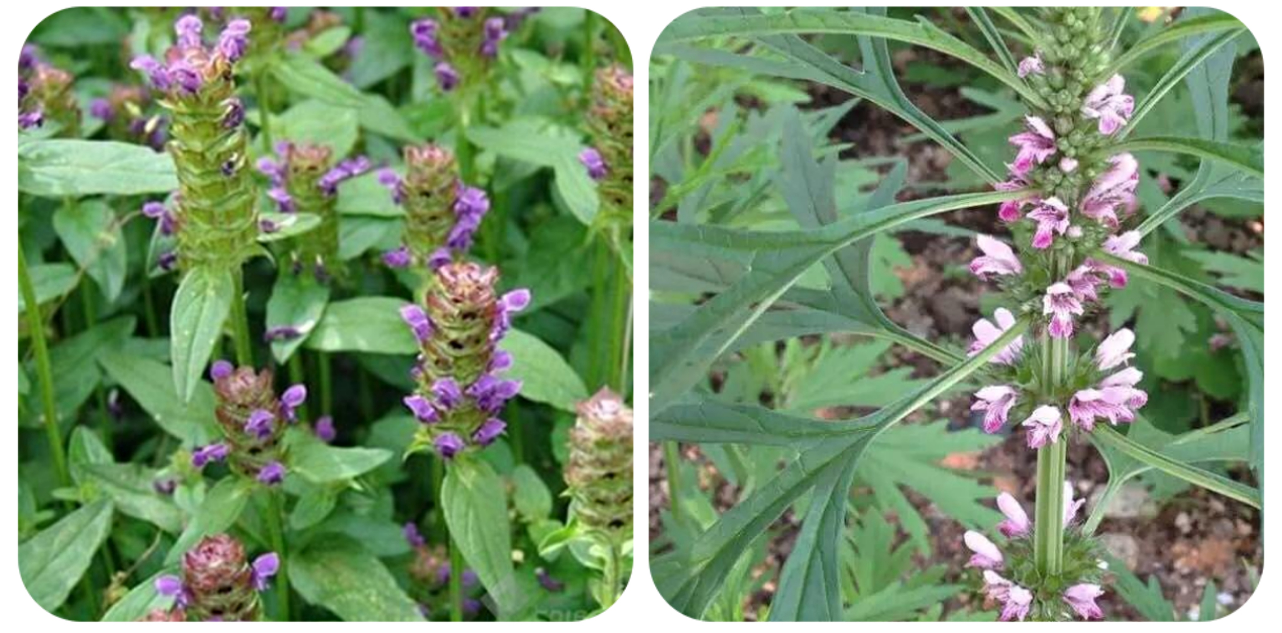 可以吃的野菜大全100种图解,教你认识100种野菜