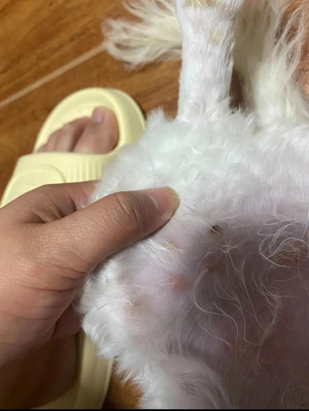 狗狗警惕的图片,狗狗警惕时尾巴怎么表现