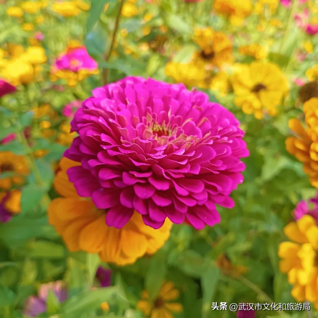 花朝河湾旅游景区本地人要门票吗,潘塘罗杨村花朝河湾景区最新消息