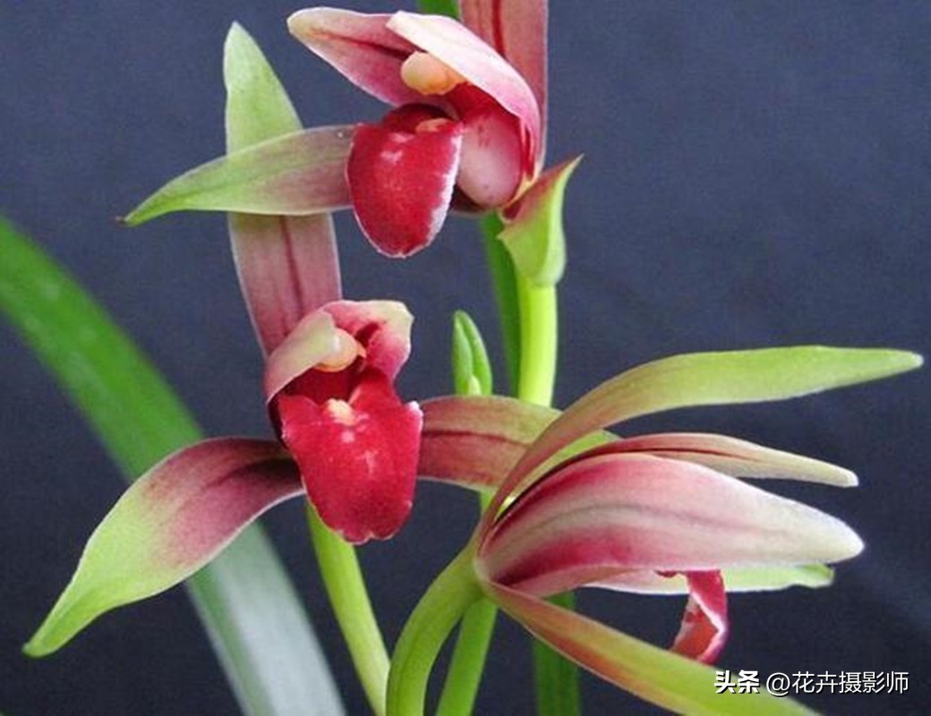 探索“高贵兰花”的魅力，古香古色，百年生命，在家就能赏玩