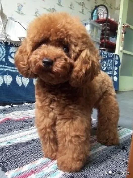 宠物狗应该怎么养详细介绍科普,宠物狗喂养及训练方法有哪些