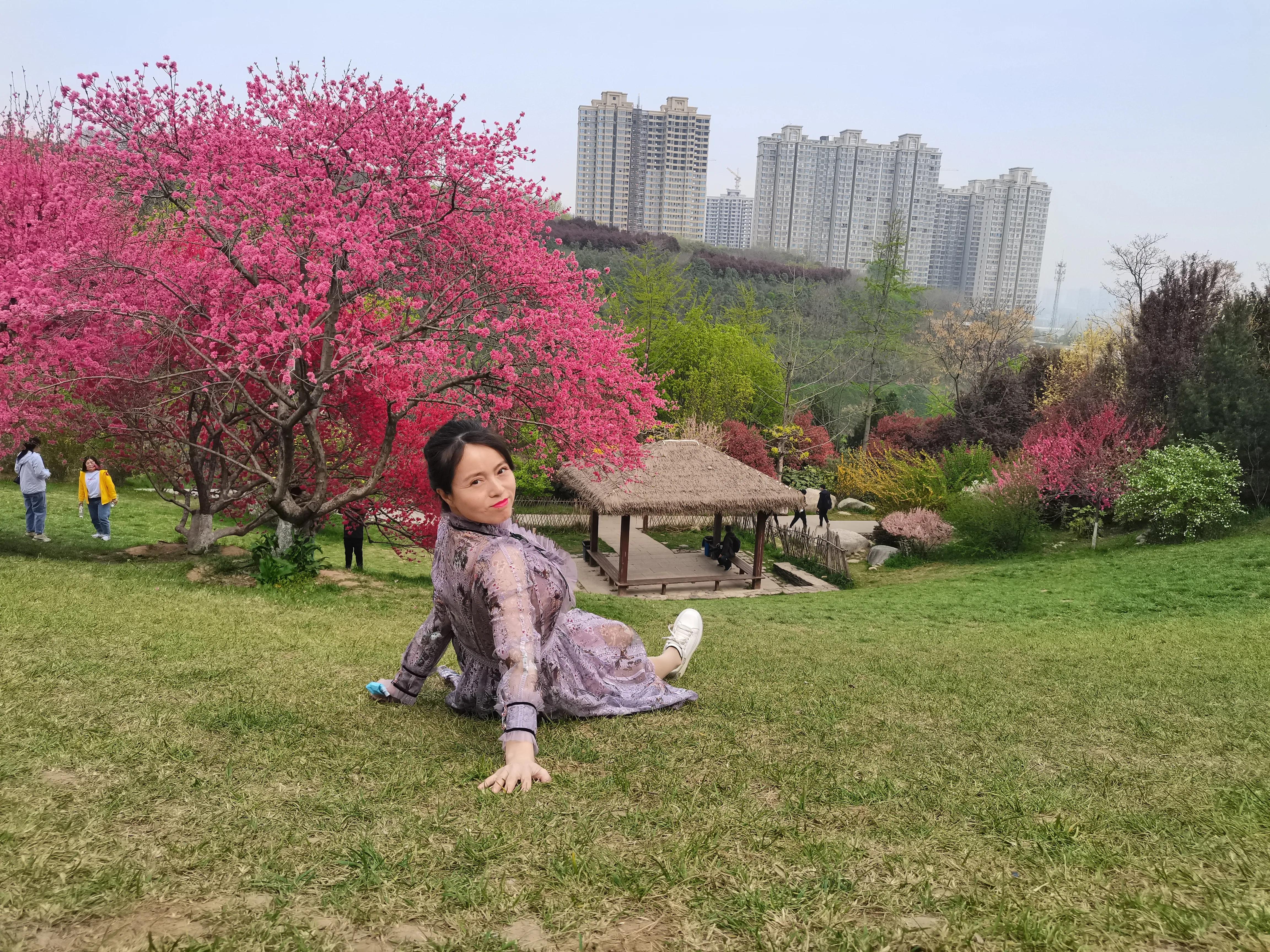 西安植物园春花怒放盛景,西安植物园海棠园