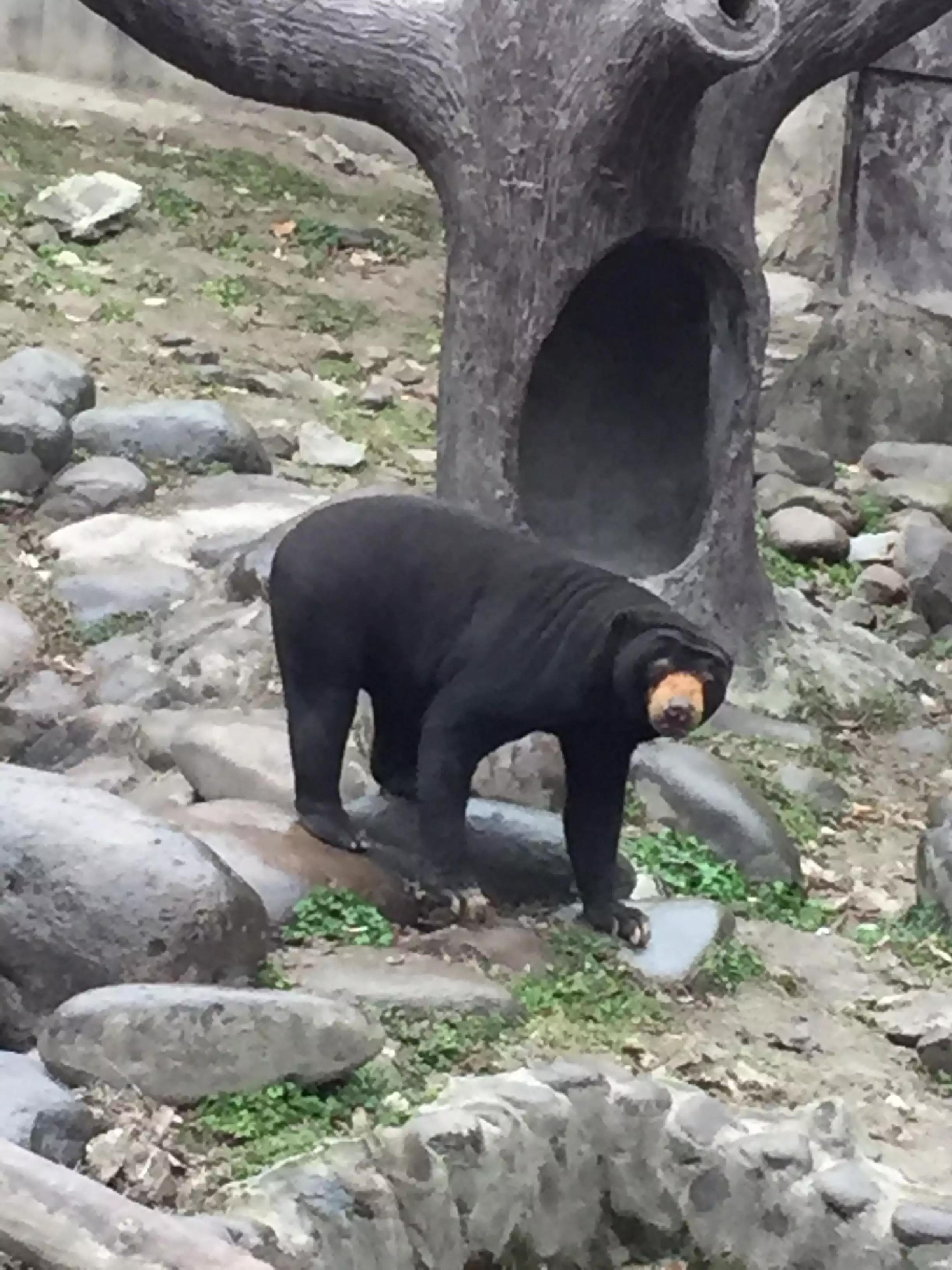 动物千姿百态,动物园的动物千姿百态