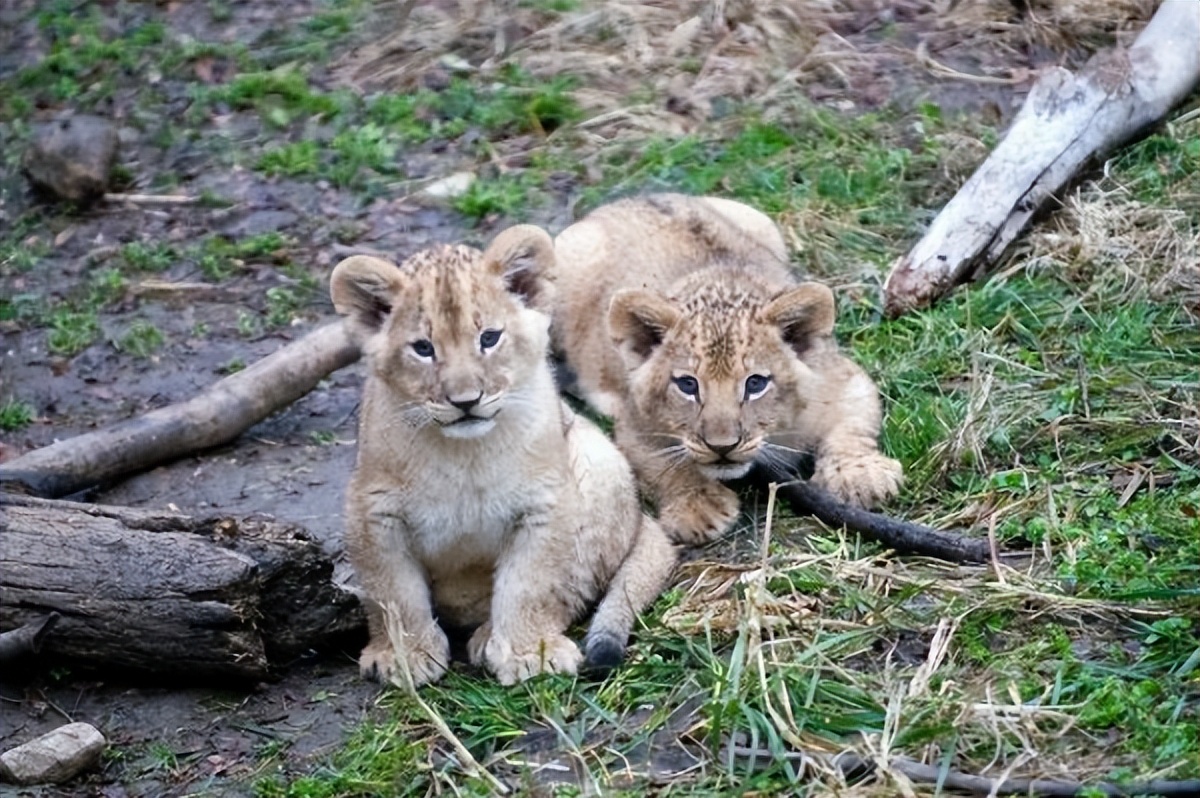 充满想象力的动物图片100张,卡通动物图片大全可爱