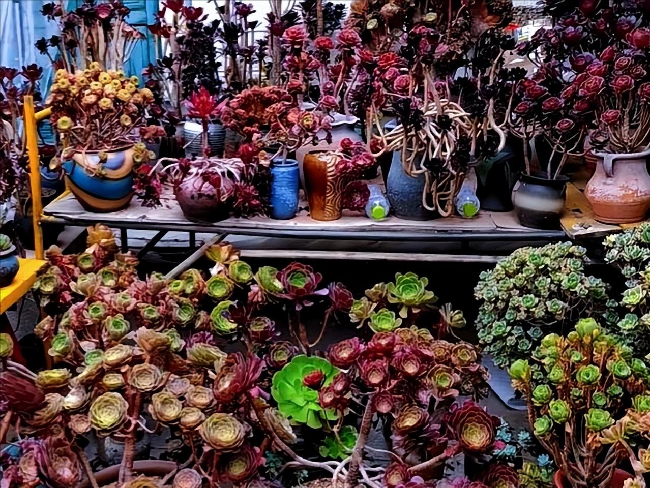 四川29岁太太养多肉从2楼爬到1楼,重庆一位太太屋顶养多肉成网红