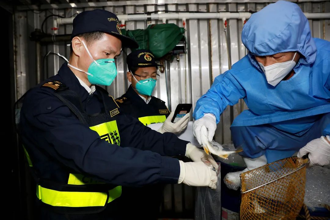 澳门的年味有多浓抖出新年味,国门之春国门上的别样年味