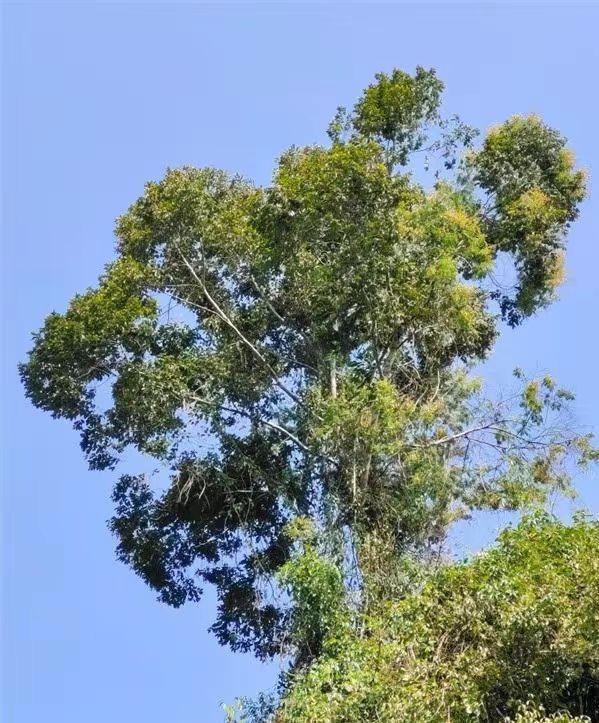 一两沉香万两金国内公认,一两沉香木