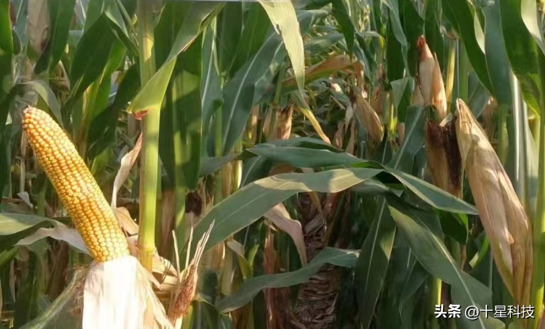 夏玉米“白夹红”,为了“安保丰”,为创“吨粮丰”