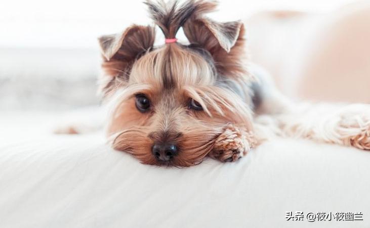 狗狗最常见十种疾病图,狗狗十大可怕事件