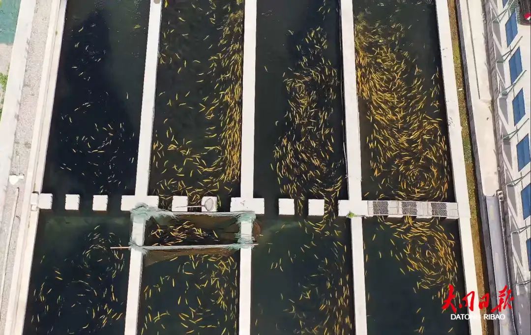 借助资源优势，灵丘、天镇依山傍水发“渔”财