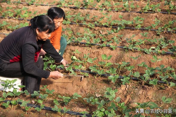 种草莓不要大棚能种植草莓吗,用烂草莓种草莓的正确种植方法
