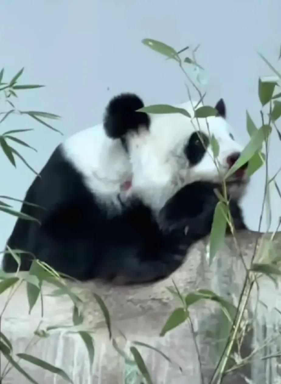 它们被续签给泰国时可是生死合同!却被说成可在泰国安心终老?