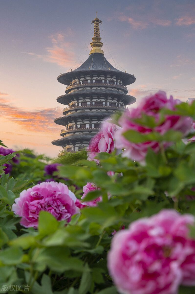 花开时节动京城的牡丹真国色,唯有牡丹真国色花开富贵动京城