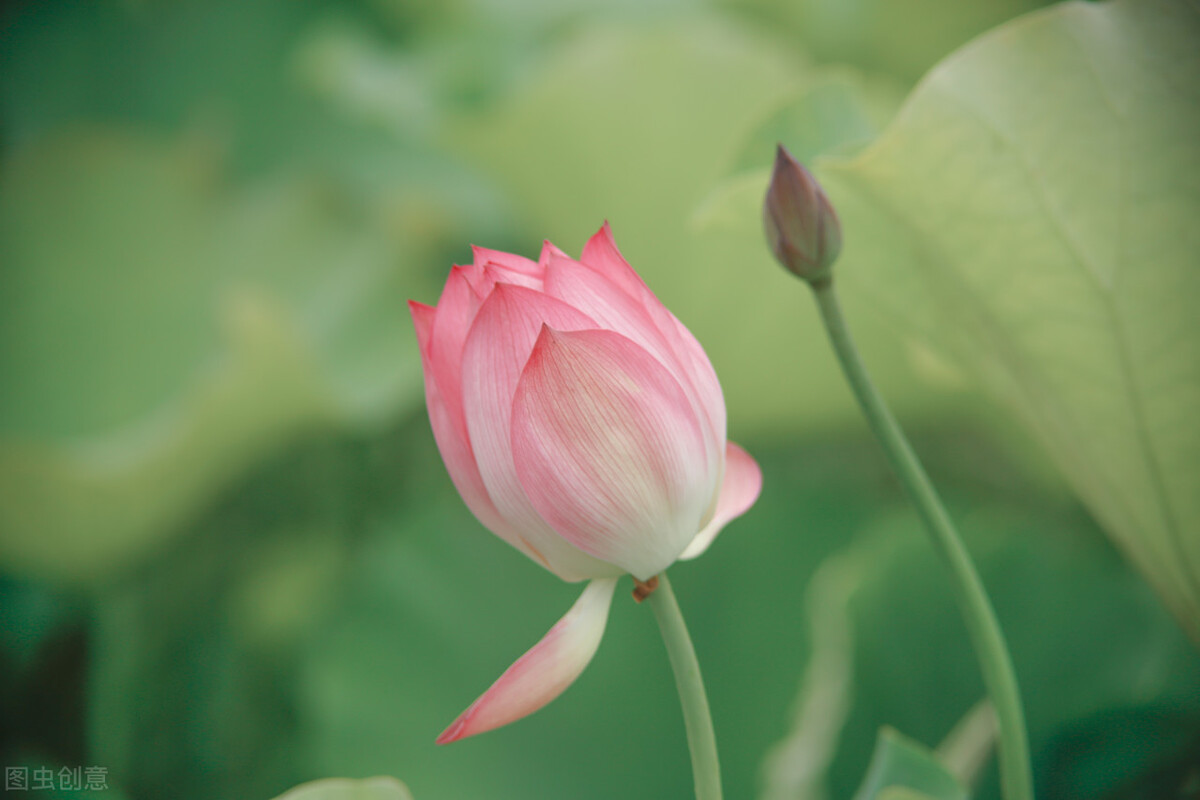 本草纲目治疗疮疖的记录,本草纲目治疗毒疮偏方