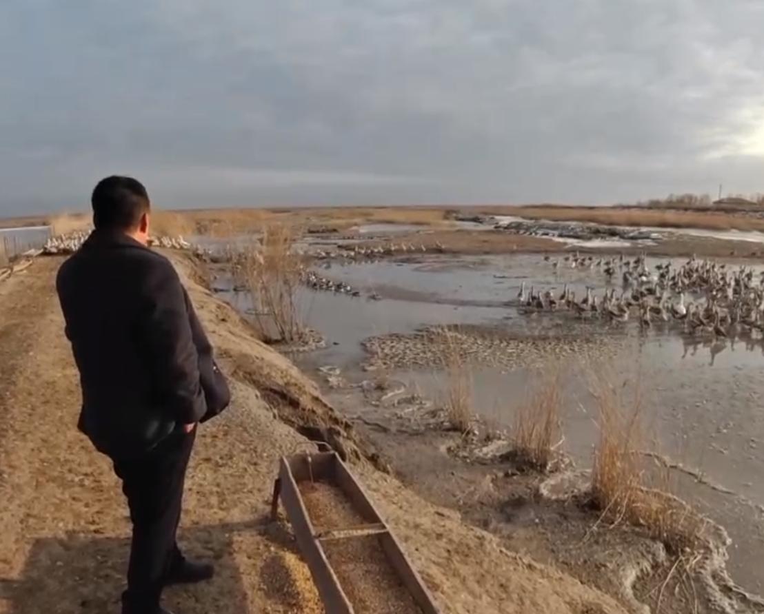 养鹅3000只被拐走,东北大爷养大鹅被大雁拐走3000只