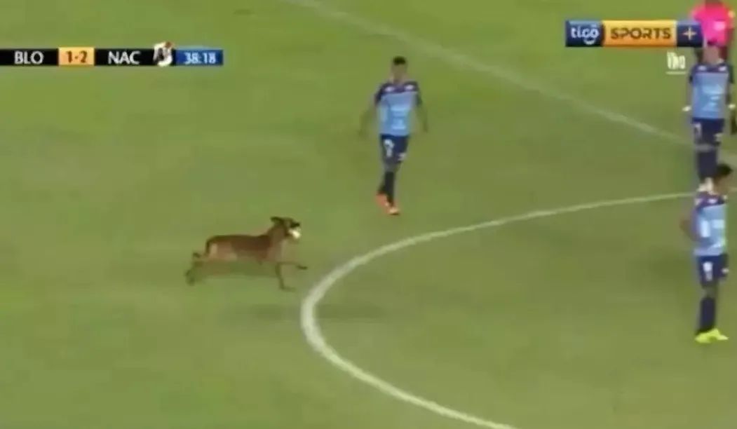 闯进球场、捡到奖杯、接受采访…汪星人和世界杯的缘分也太深了