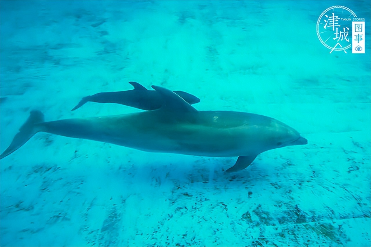 「津城图事」两个月颜值逆袭爹妈，天津这位“混血王子”可真好看