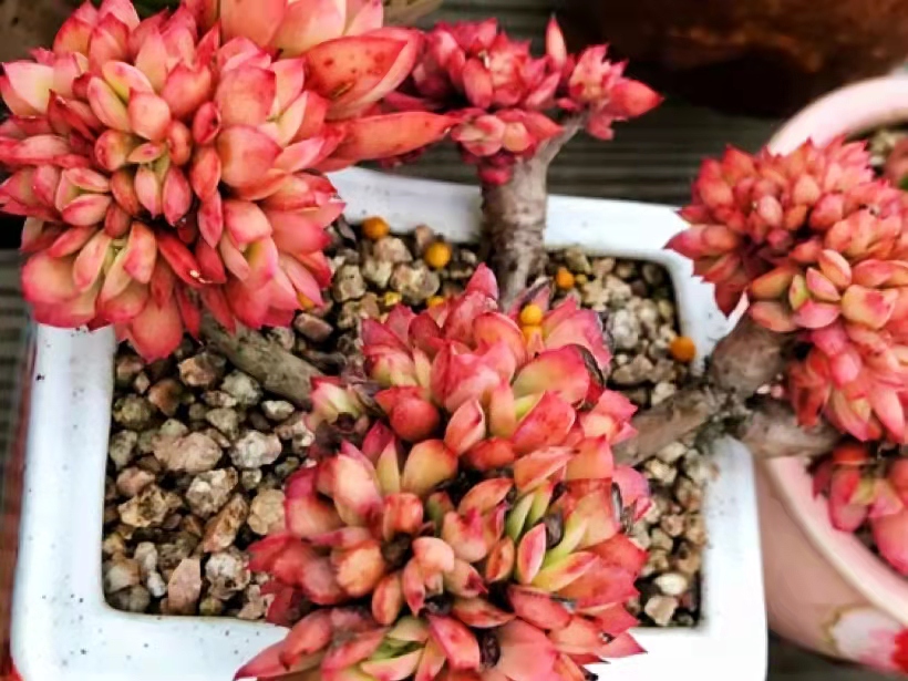 南方的多肉露养也可以很美的,东北阳台露养多肉