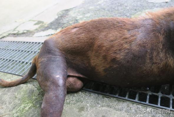 流浪狗吓人视频大全集,母狗没绝育得乳腺肿瘤吗