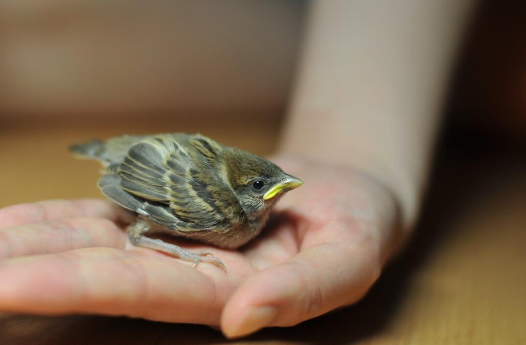 为什么抓到的麻雀，怎么养都养不活?原因终于找到了