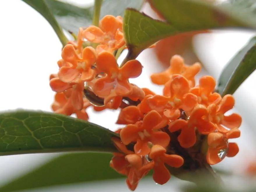 桂花的寓意与象征季节,桂花香味风水寓意和象征