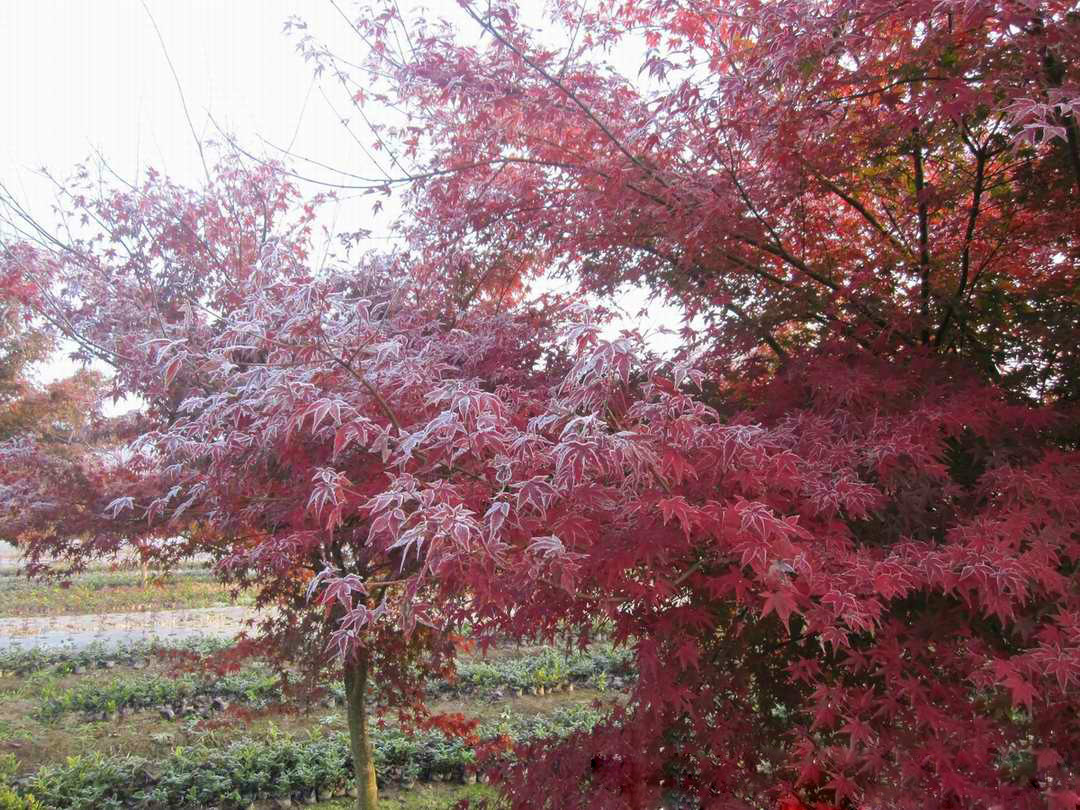 七旬患癌老人种树价值六亿,患癌患者卖房捐款后续