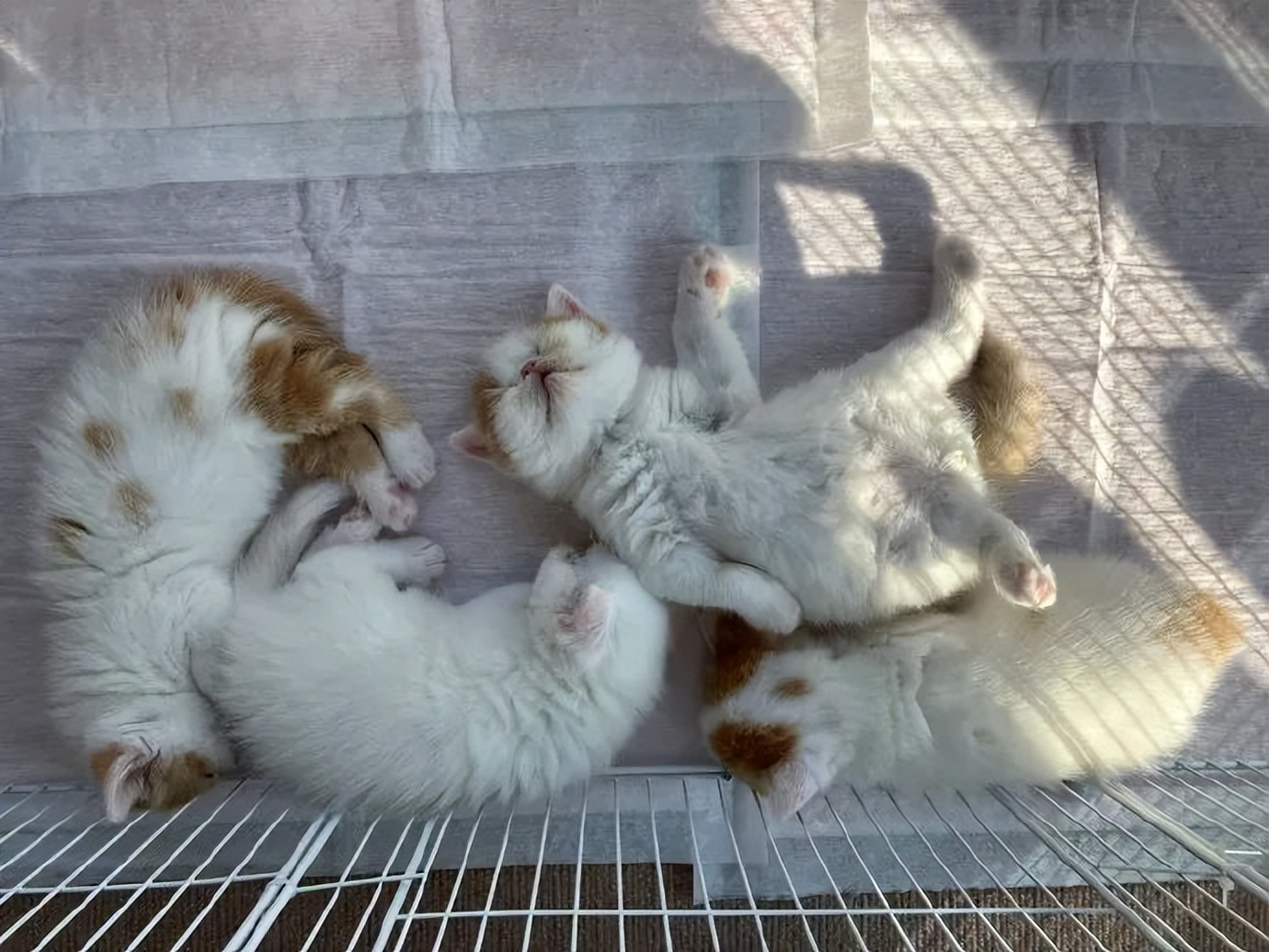 猫咪挑食只需一招,猫咪讨食小技巧