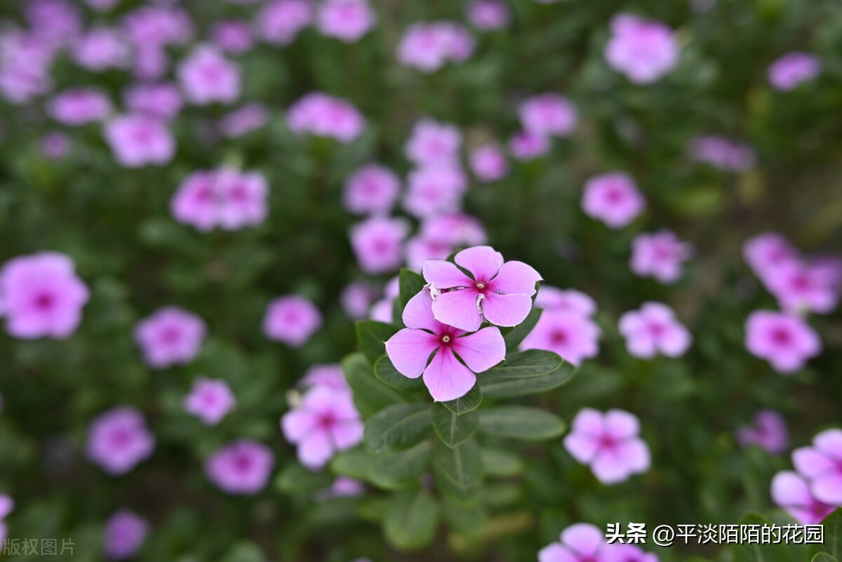 院子种什么花最好风水最旺,院子适合种什么树或花风水好
