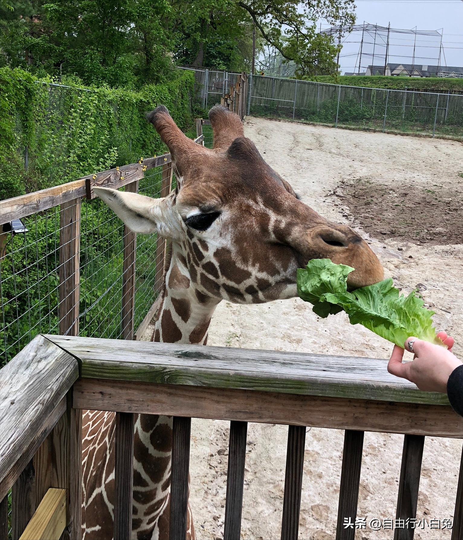 大兴野生动物园猛兽体验,走进野生动物园探索神奇大自然