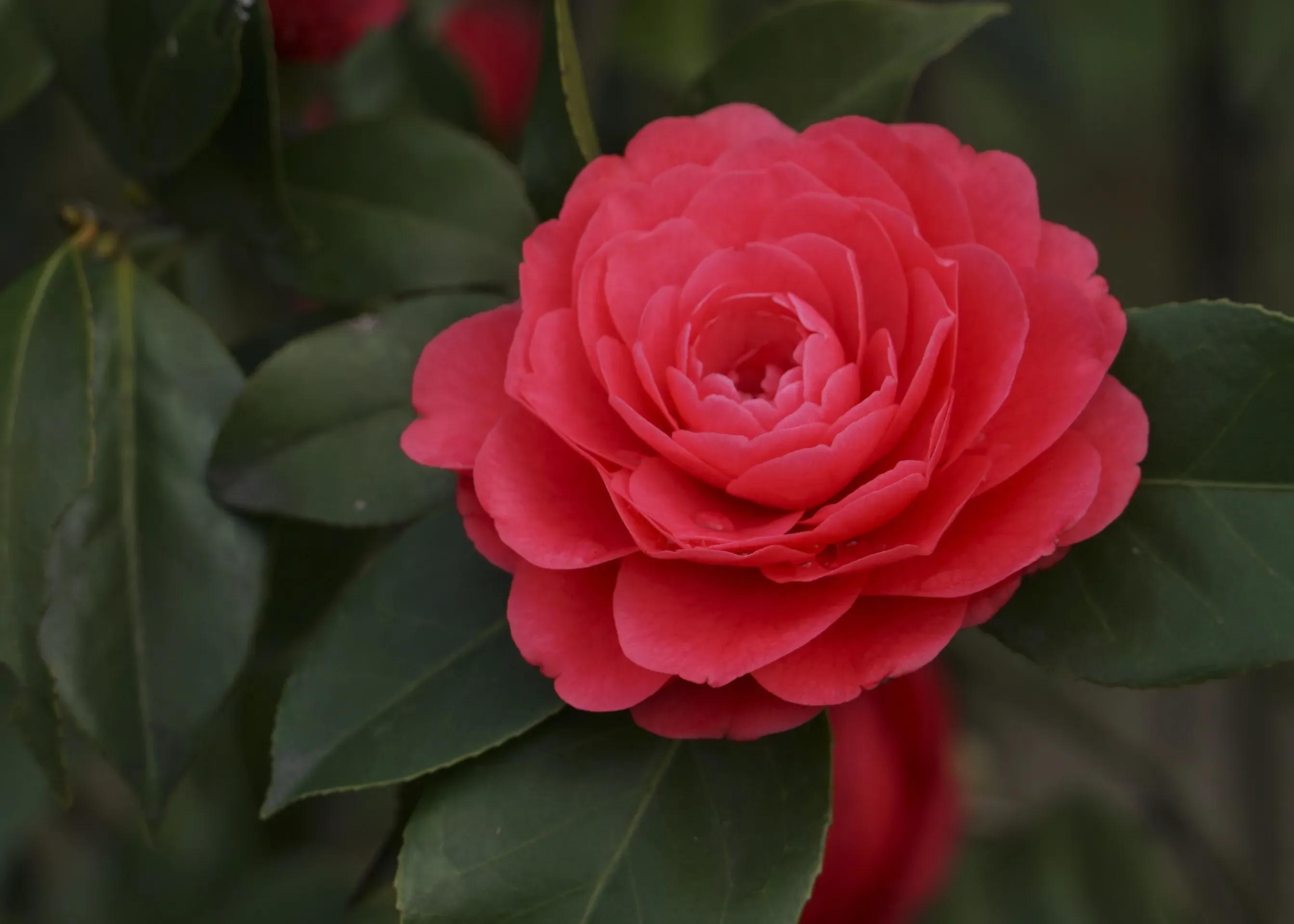 哪些花的花语代表禁忌,花也是不能乱送的