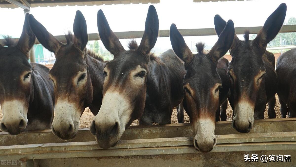 驴事,驴事民间故事
