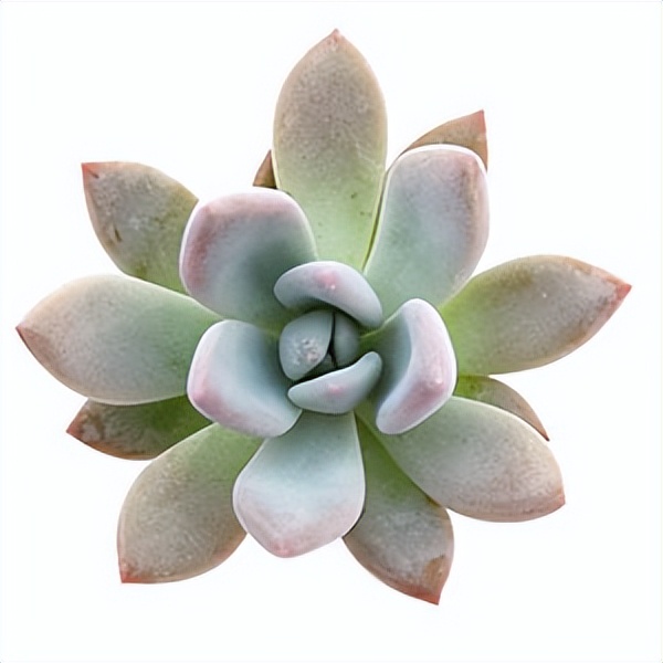 102个大类近500个多肉植物图片，都极其美丽，建议在家中也养一盆