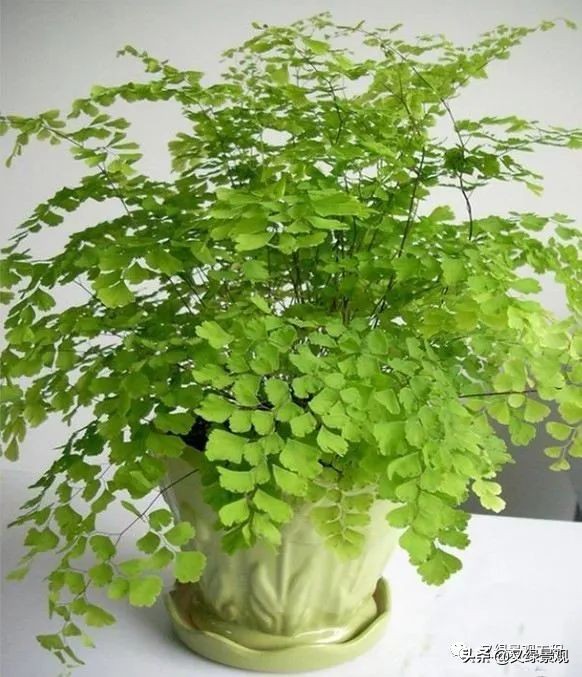 室内植物墙哪些类型植物合适,适合做绿植墙的常绿植物