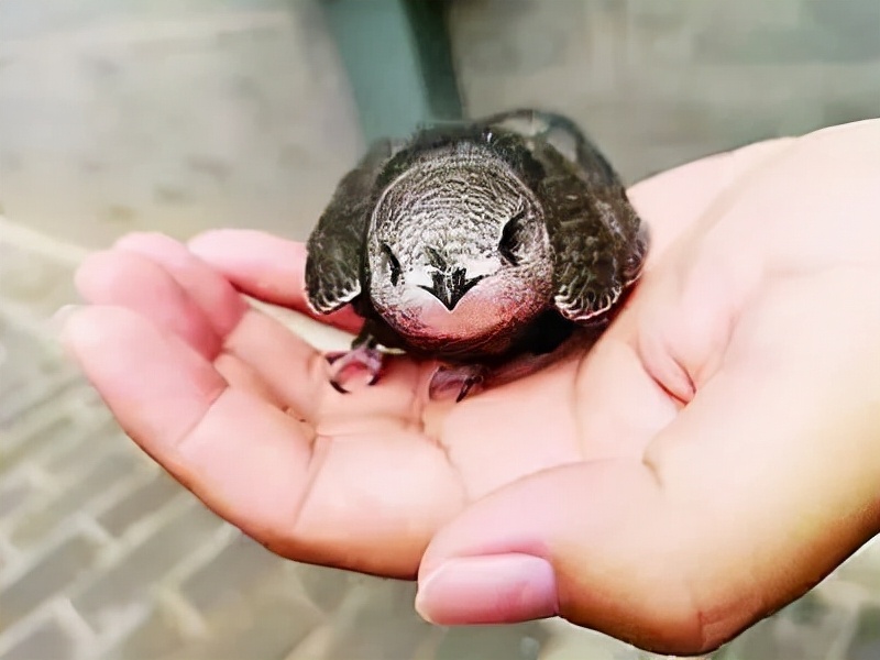 鐧鹃笩楦ｆ槬楂樻竻鍥剧墖,鐧鹃笩楦ｆ槬椋庢櫙瑙嗛