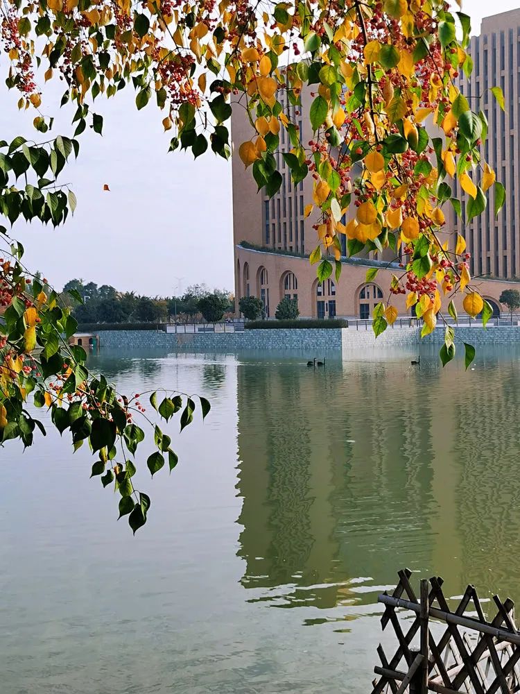 层林尽染的视频号,濮阳医专学历怎么样